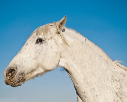 Tying-up in horses, also called 'Azoturia', is a painful muscle disease that can affect any equine, not just racehorses