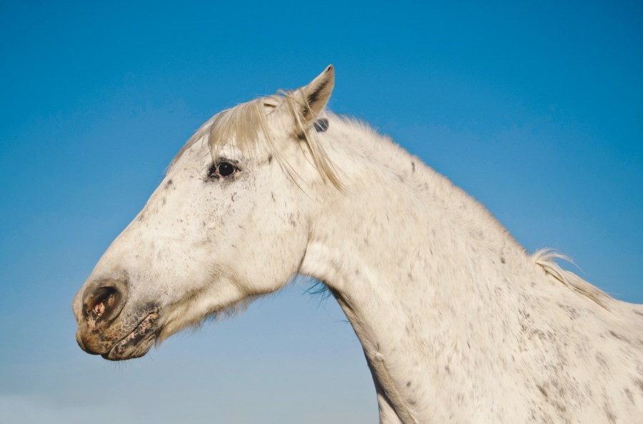 Tying-up in horses, also called 'Azoturia', is a painful muscle disease that can affect any equine, not just racehorses