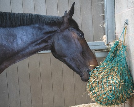 Most horses can eat straw correctly, but it shouldn't make up more than 30% of their diet