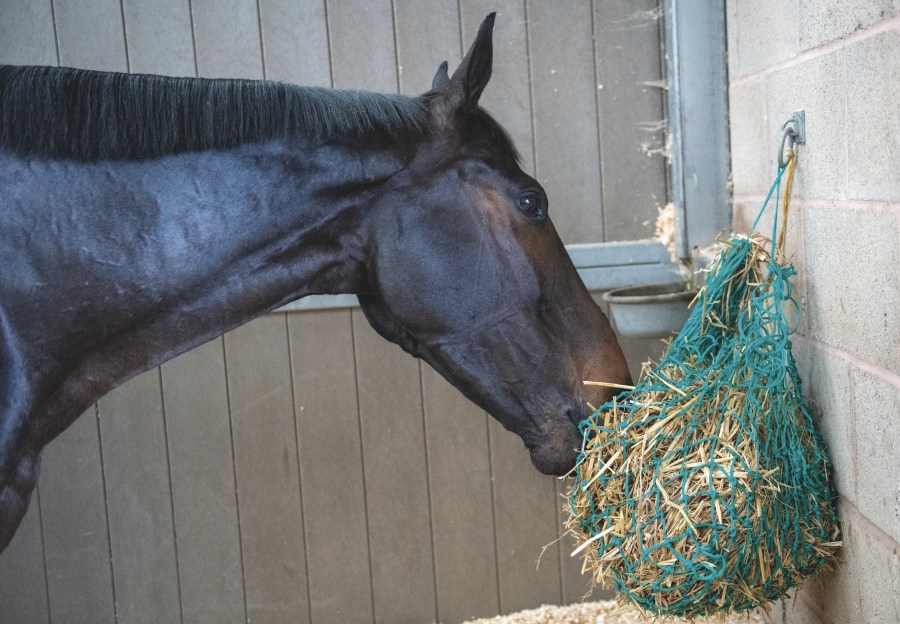 Most horses can eat straw correctly, but it shouldn't make up more than 30% of their diet