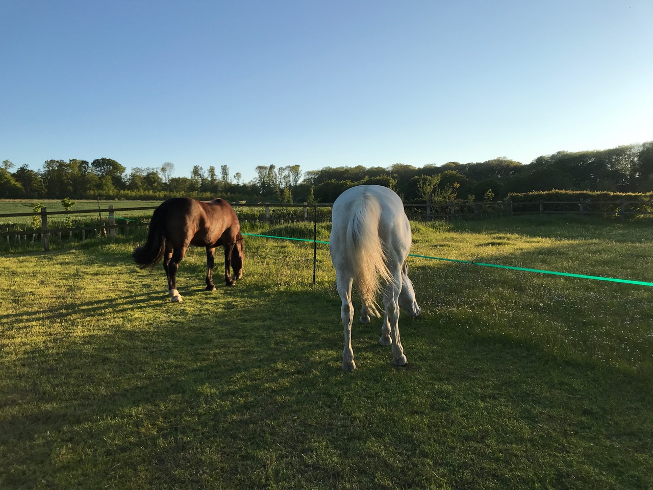Strip grazing doesn’t mean horses move less, study finds Your Horse