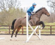 Bay horse jumps over a white cross-pole fence ridden by a lady in a blue jacket