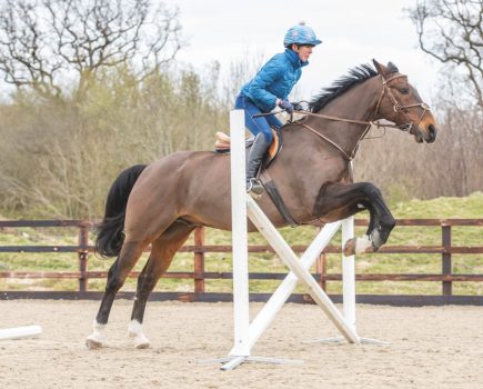 Bay horse jumps over a white cross-pole fence ridden by a lady in a blue jacket