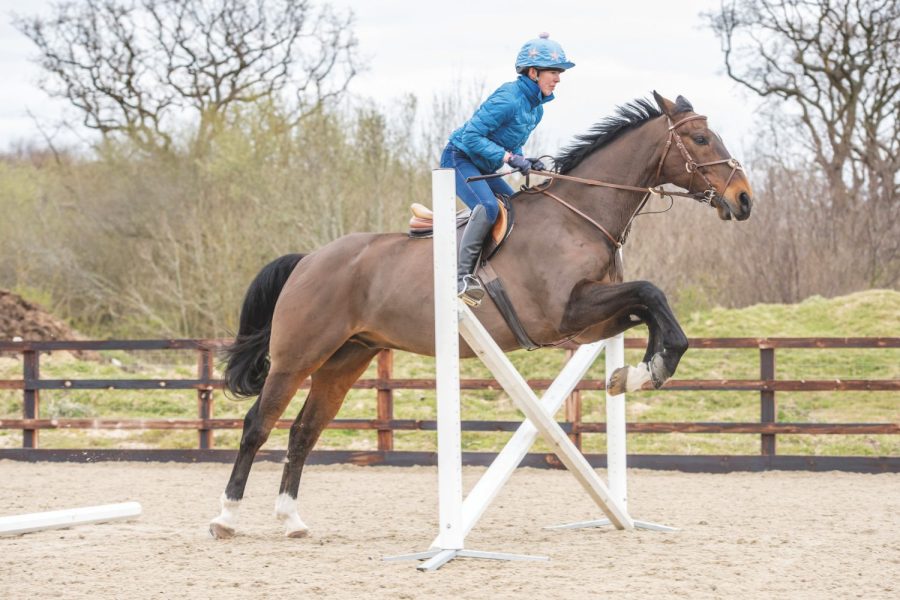 Bay horse jumps over a white cross-pole fence ridden by a lady in a blue jacket