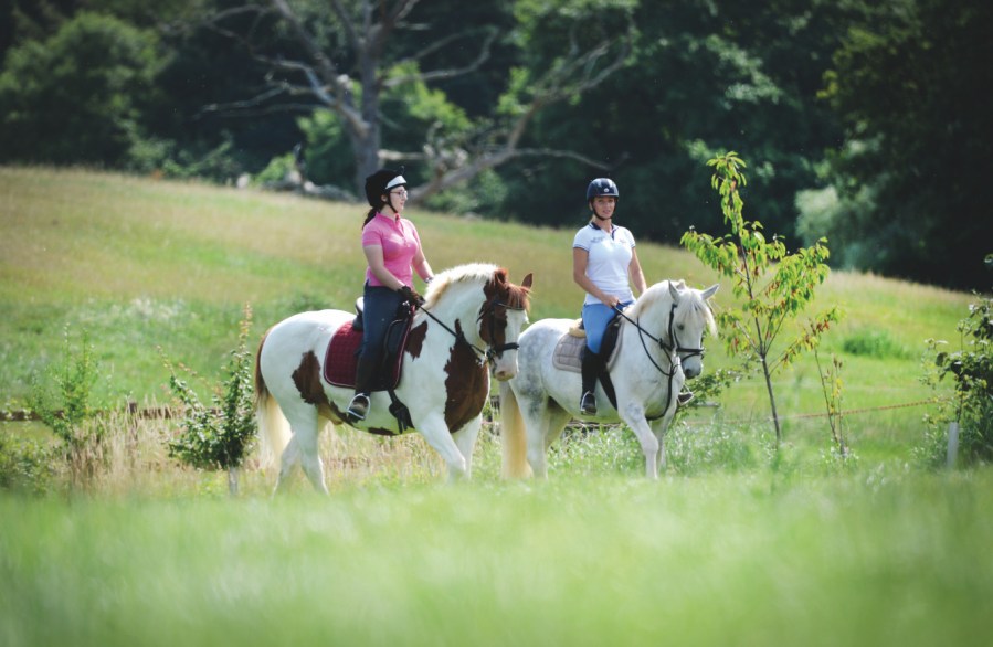 Cobs and natives are particularly at risk of equine metabolic syndrome (EMS)