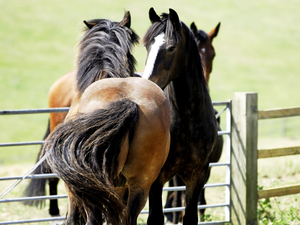 Heads or Tails Read Your Horse's Body Language Your Horse
