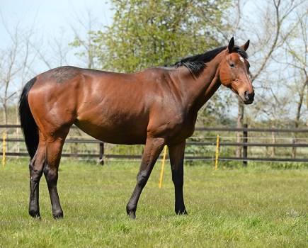 Pictured is a horse in the field. Their communication signs are subtle
