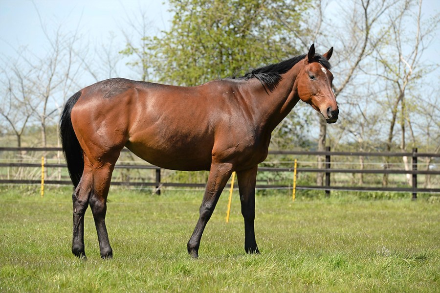 Pictured is a horse in the field. Their communication signs are subtle