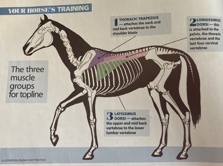 A diagram showing the horse's topline
