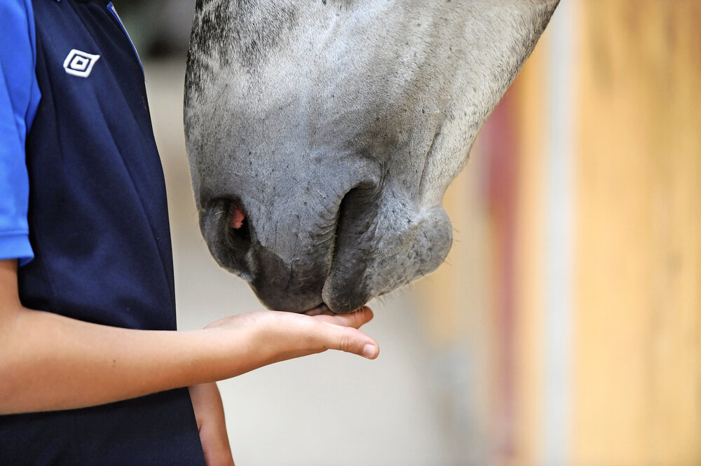 Strangles Scare What to Do if You Hear of a Confirmed Case Nearby