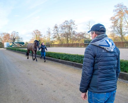 Pictured is a horse being trotted up to see if it is lame