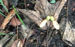 Pictured is a sycamore seedling on the ground, which can cause potentially fatal atypical myopathy in horses if eaten