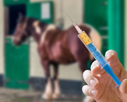 Hand of veterinarian holds syringe. Horse in background. Vaccination concept.