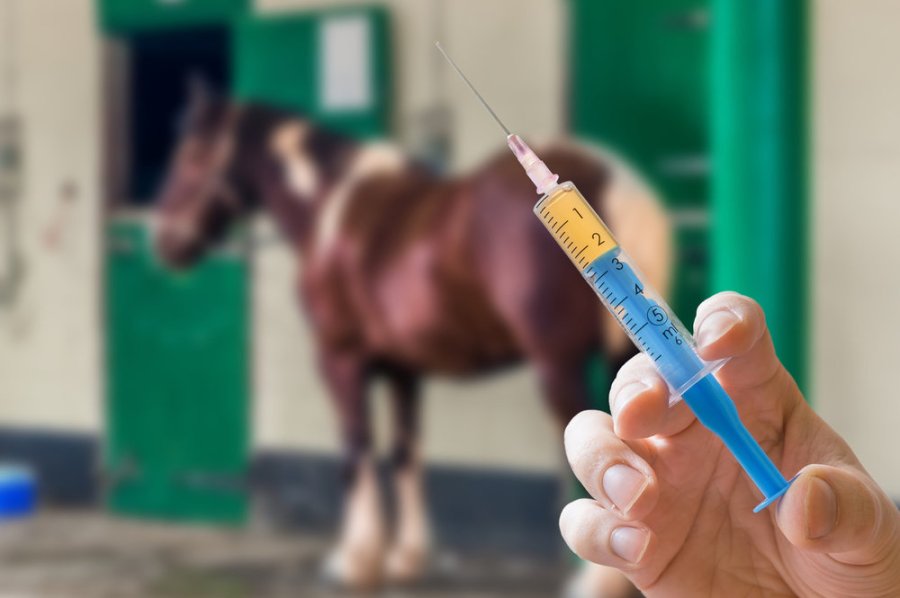 Hand of veterinarian holds syringe. Horse in background. Vaccination concept.