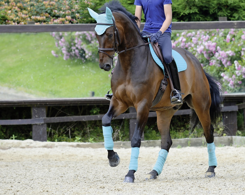 Colourful Clothing Which Colours Will Suit Your Horse? Your Horse