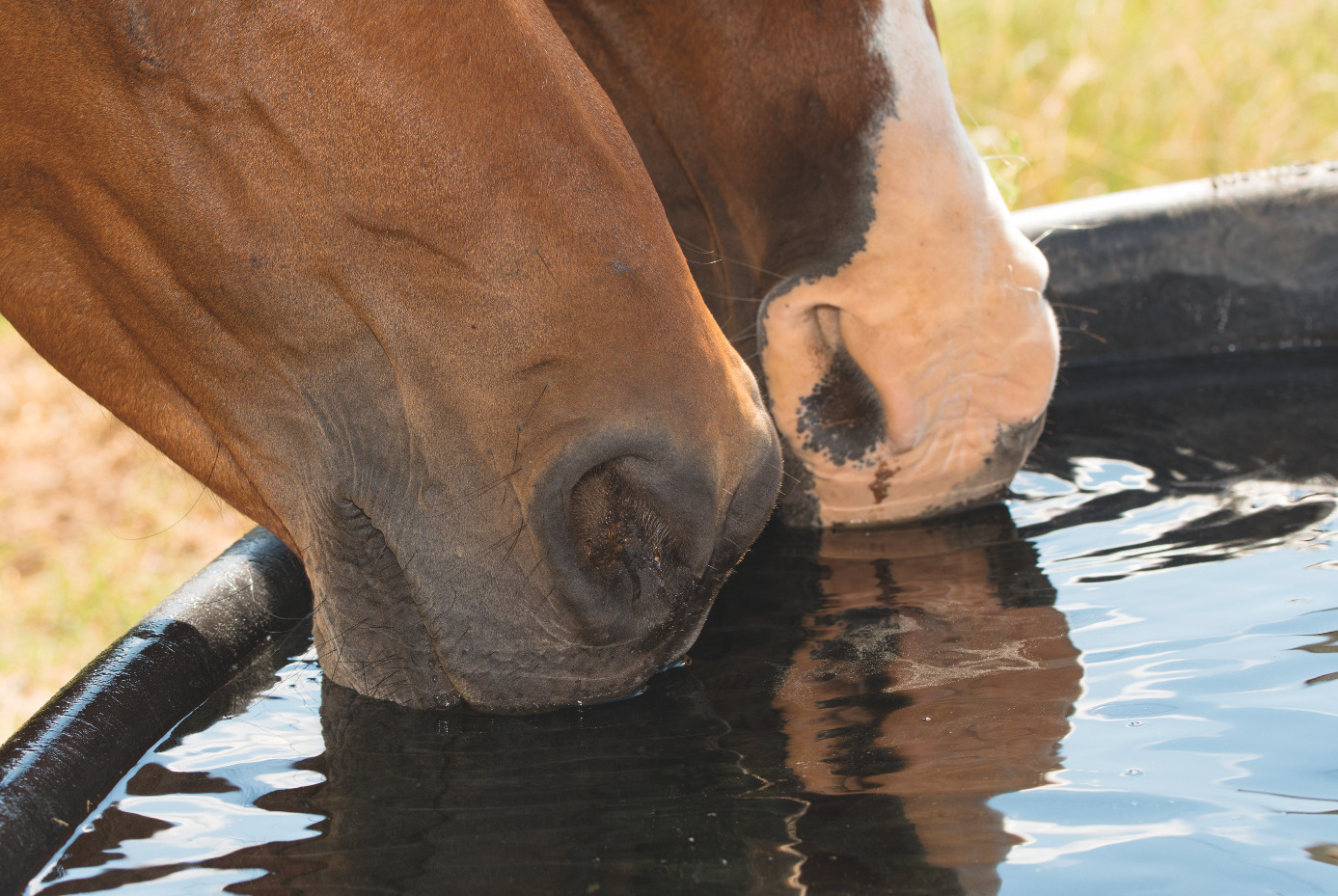Dr David Marlin how to ensure your horse keeps drinking water when it