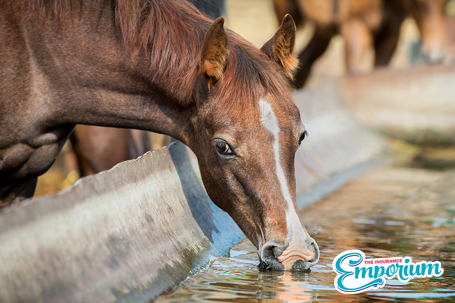 Nine things you can do to help keep your horse cool this summer