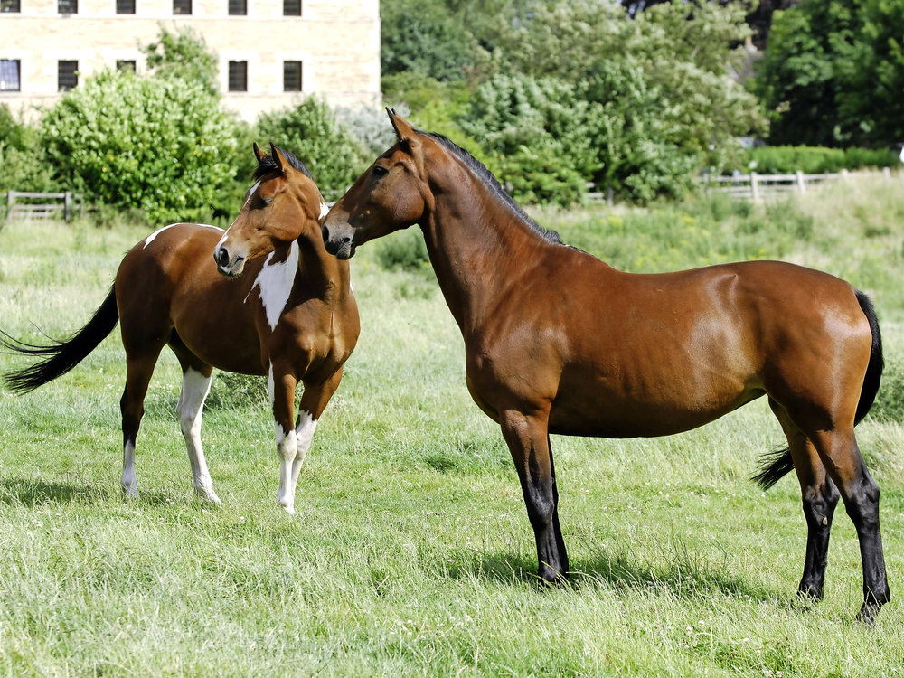 Understanding How Your Horse Sees Your Horse