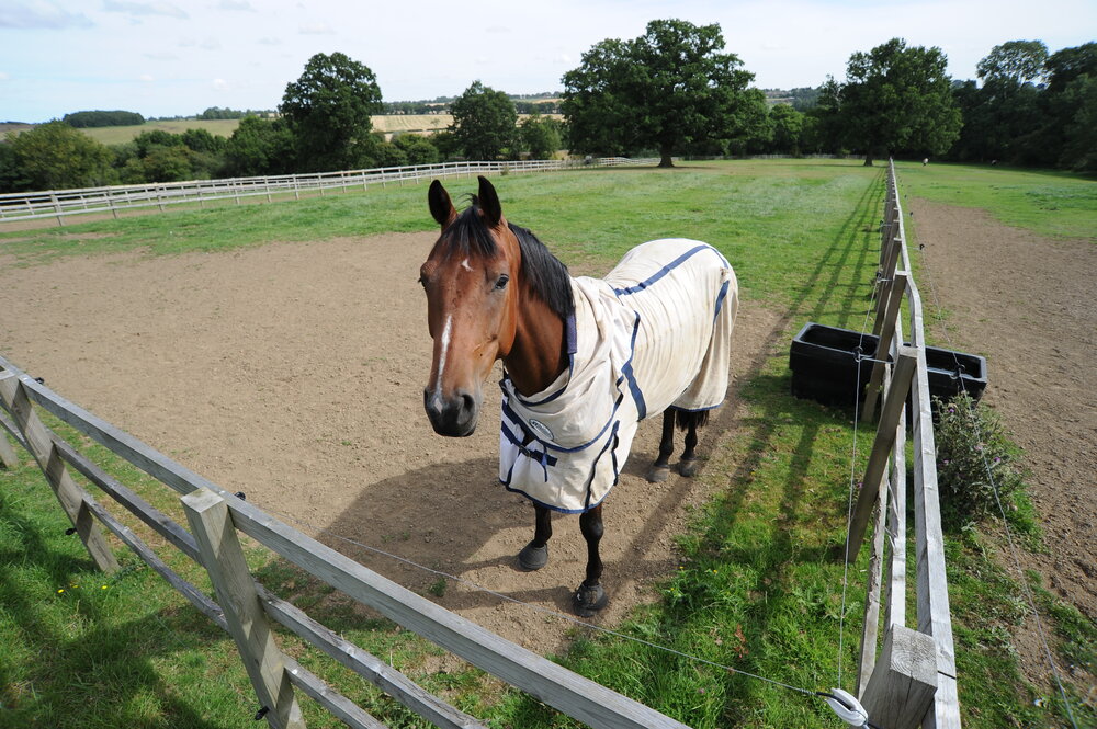 Solutions for Separation Anxiety Your Horse