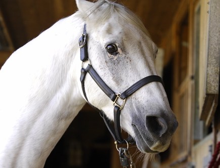 Ears pinned back and looking angry: typical of a moody mare