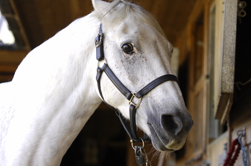 Ears pinned back and looking angry: typical of a moody mare