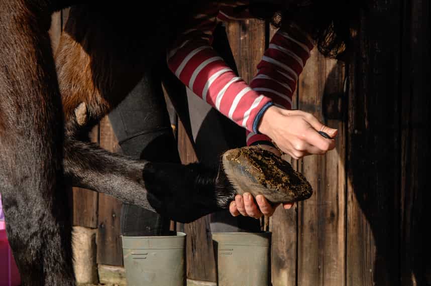 What You Need to Know Before Going Barefoot With Your Horse Your Horse