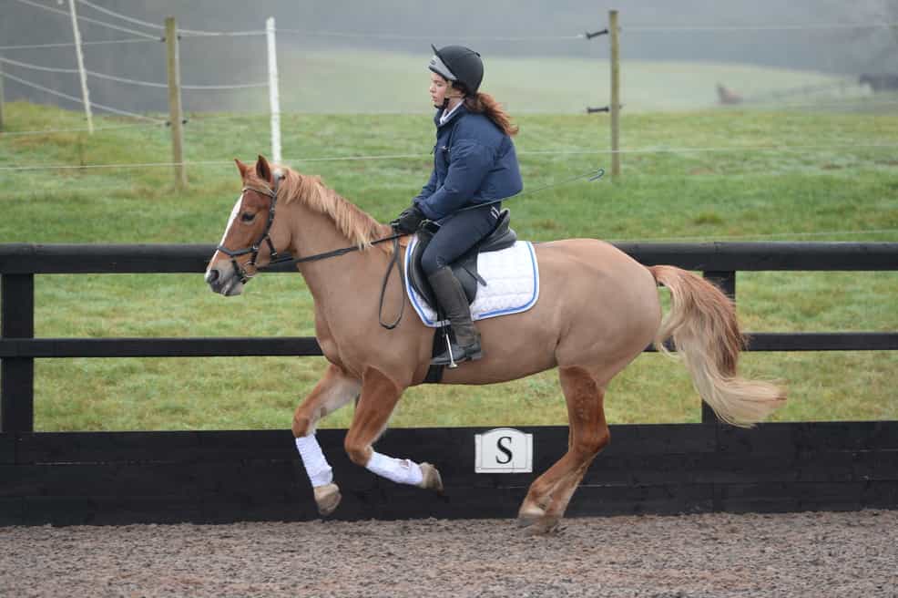 Why Is My Horse's Canter Disunited? Your Horse