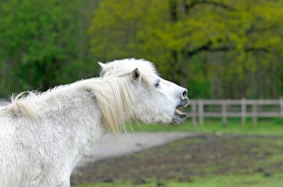 Choke in horses can be alarming, but it often solves itself