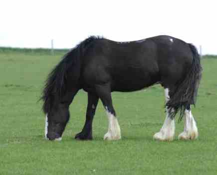 Pictured is a cob grazing
