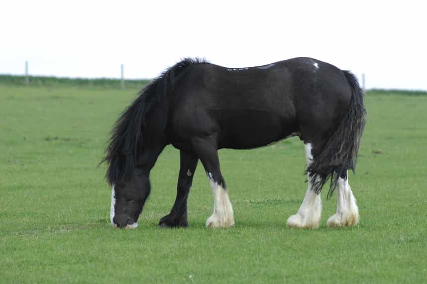 Pictured is a cob grazing