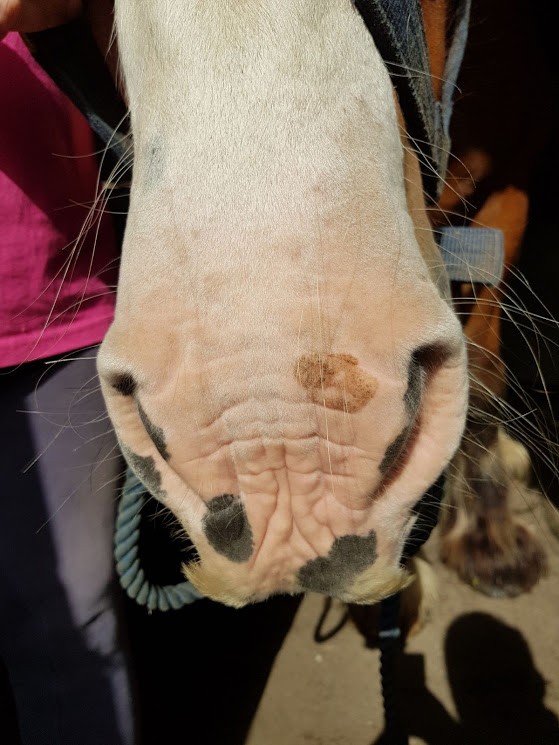 Investigating a Lesion on a Horse's Nose Your Horse