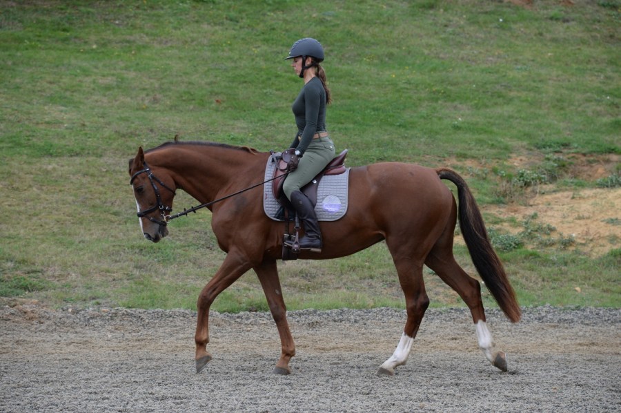 How to improve your free walk on a long rein in the dressage arena Your Horse