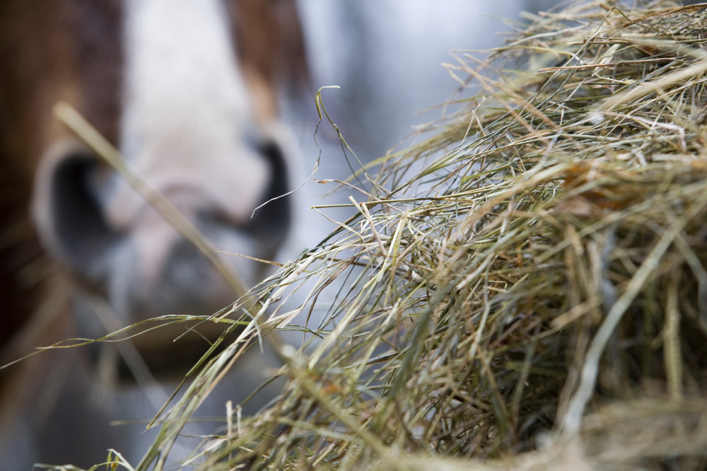 Bedding Horses on Straw the Pros, Cons and Some Surprising Study