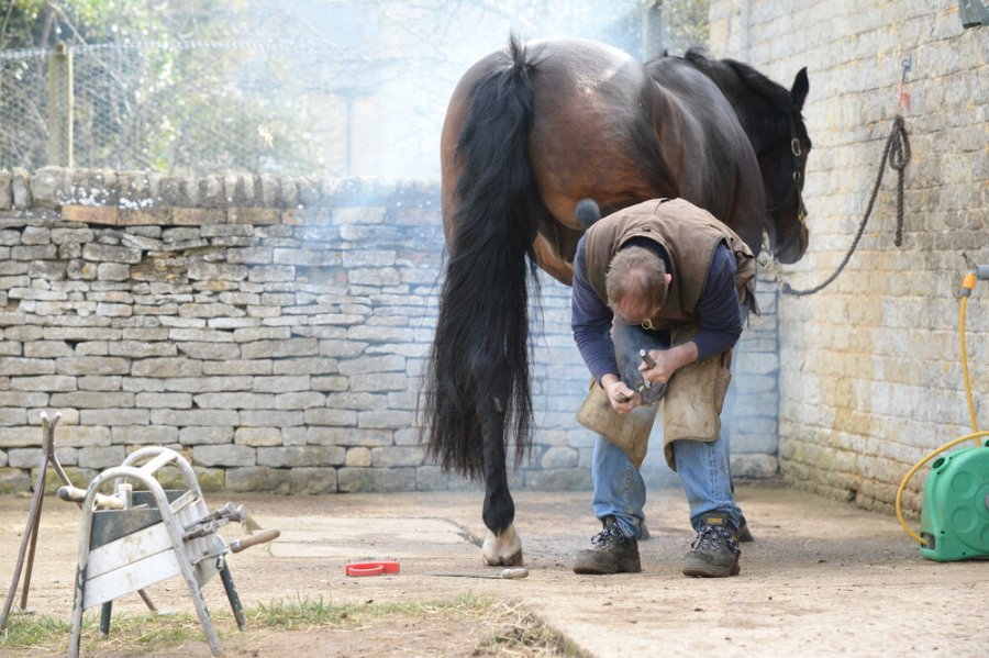 Pictured is a male farrier shoeing a horse