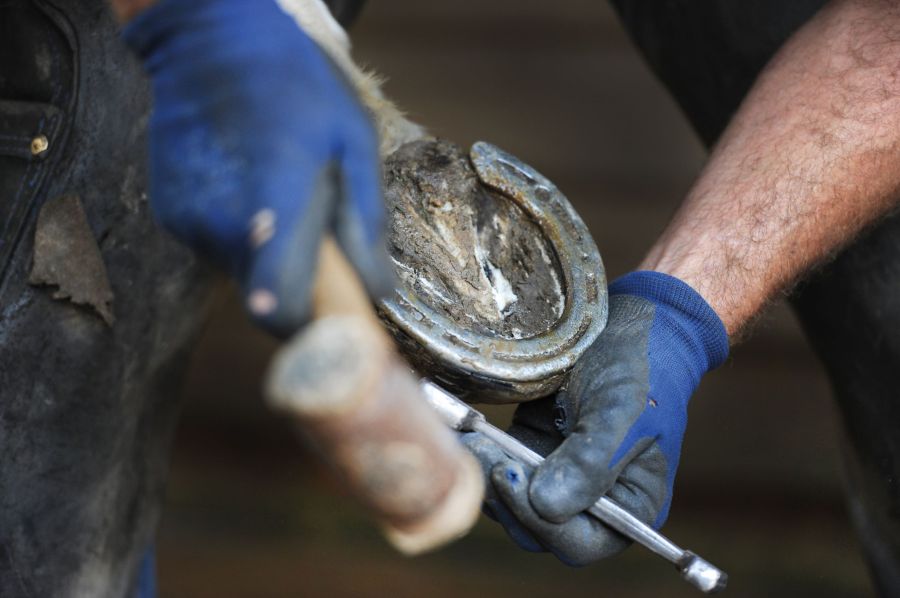 Pictured is a farrier shoeing a horse