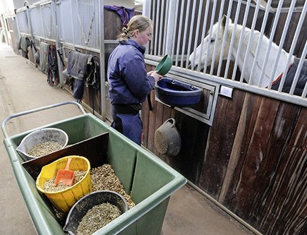 Starch is essential in a horse's diet, but too much can be a bad thing