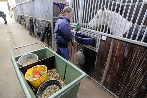 Starch is essential in a horse's diet, but too much can be a bad thing