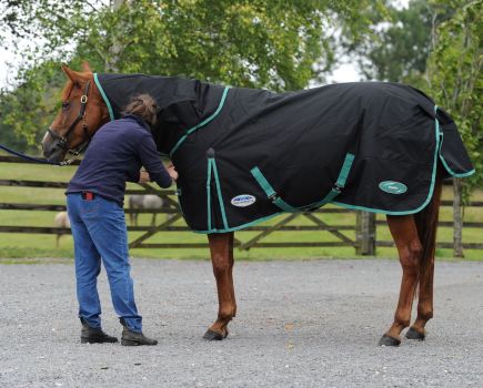 Pictured is a lady doing up the front buckles on a rug on a chestnut horse
