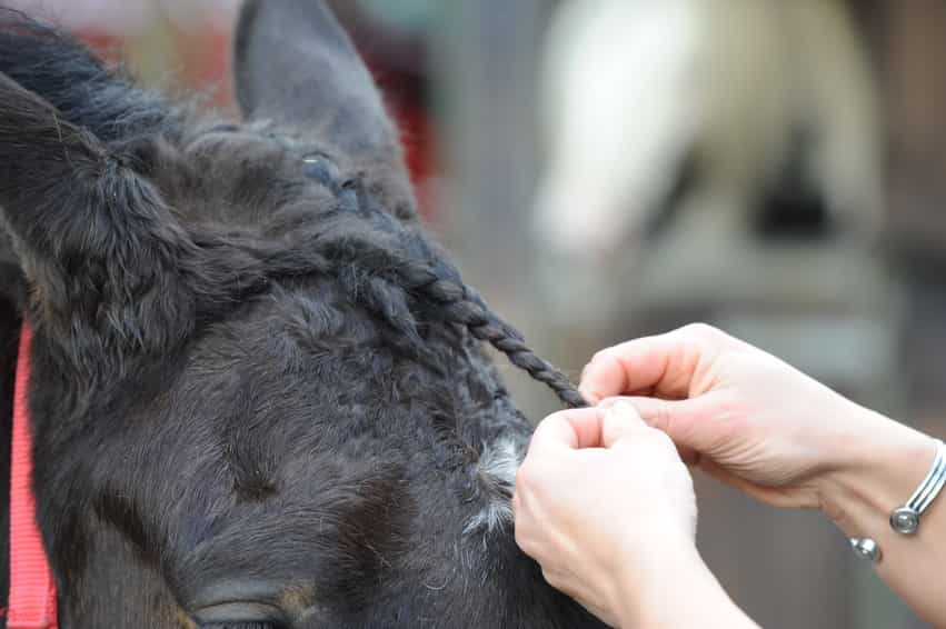 Stepbystep guide to plaiting a horse