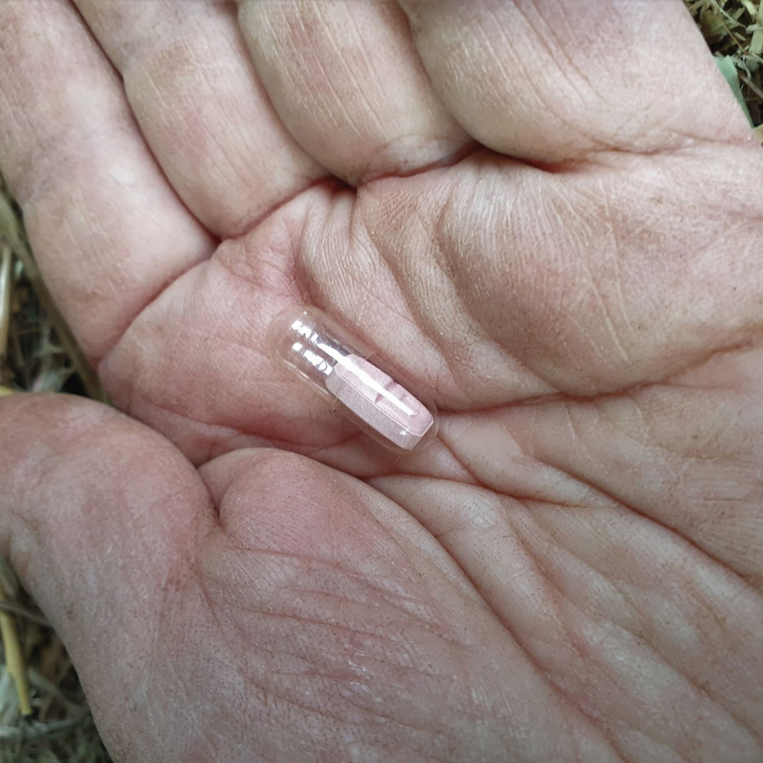 Vet advice how to get a horse or pony to eat their pergolide tablet