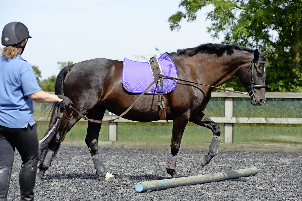 Audio Guides 30minute Longlining Workout Your Horse