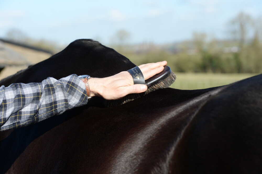 Seven quick tips to keep your horse’s winter coat in tip top condition