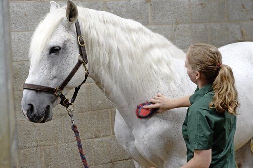 Every rider needs to be well equipped with horse brushes for regular grooming sessions