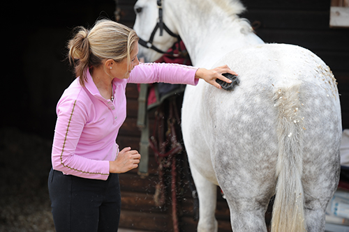Pictured is a lady grooming a grey horse. A good grooming kit needs to be well stocked with a variety of horse brushes