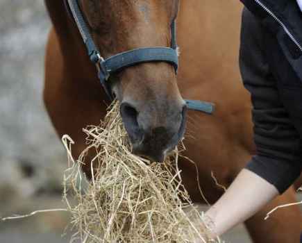 Feed a fussy eater hard feed and forage little and often