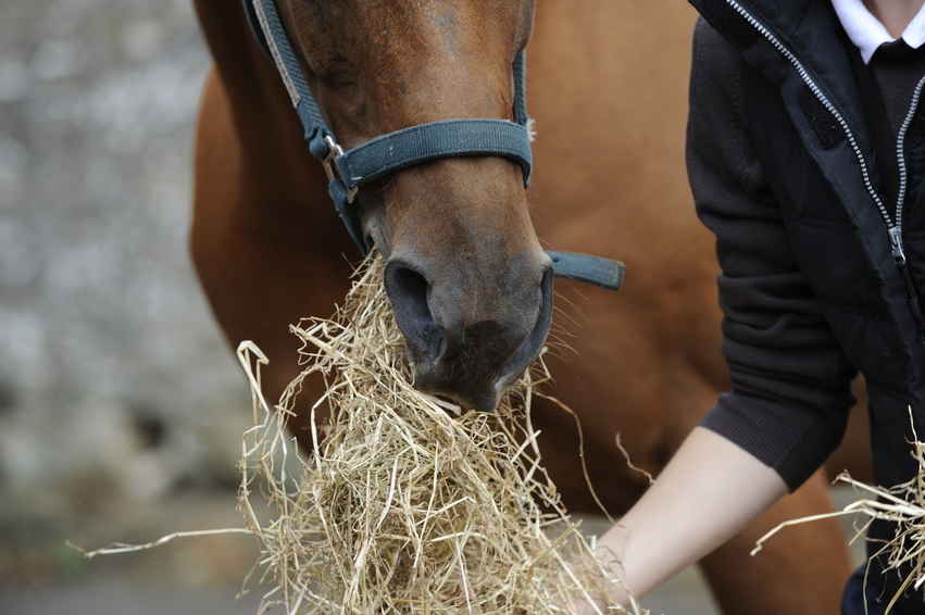 Feed a fussy eater hard feed and forage little and often