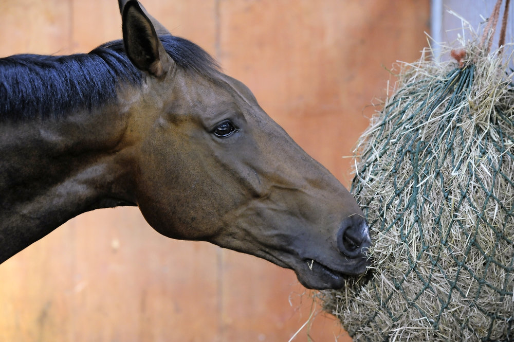 What to Feed Horses With Loose Droppings - Your Horse