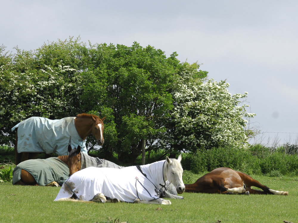 Behaviourist shares fourstep plan to safely introduce a new horse into