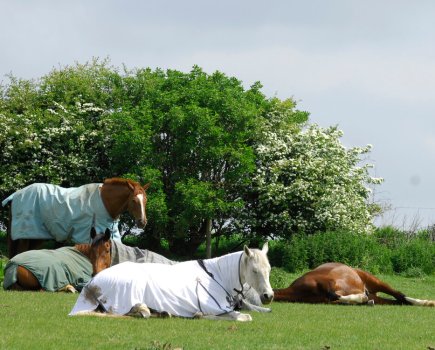 Pictured is a herd of horses in the field, one standing and dozing, three lying down but sitting up, the other lying flat out. These are the three answers to the question of how do horses sleep
