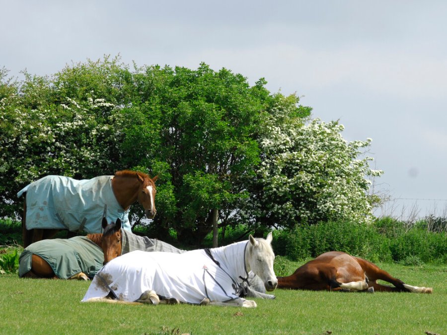 Pictured is a herd of horses in the field, one standing and dozing, three lying down but sitting up, the other lying flat out. These are the three answers to the question of how do horses sleep